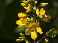 Lysimachia vulgaris 53, Grote wederik, Saxifraga-Jan van der Straaten