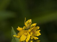 Lysimachia vulgaris 55, Grote wederik, Saxifraga-Jan van der Straaten