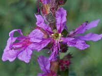 Lythrum salicaria 14, Grote kattenstaart, Saxifraga-Ab H Baas