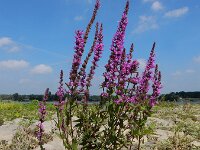 Lythrum salicaria 52, Grote kattenstaart, Saxifraga-Ed Stikvoort : s9900