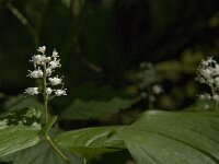 Maianthemum bifolium 10, Dalkruid, Saxifraga-Jan van der Straaten