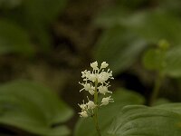 Maianthemum bifolium 12, Dalkruid, Saxifraga-Jan van der Straaten