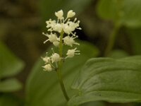 Maianthemum bifolium 13, Dalkruid, Saxifraga-Jan van der Straaten