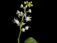 Maianthemum bifolium 14, Dalkruid, Saxifraga-Jan van der Straaten