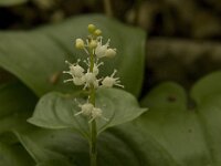 Maianthemum bifolium 15, Dalkruid, Saxifraga-Jan van der Straaten