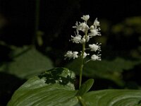Maianthemum bifolium 16, Dalkruid, Saxifraga-Jan van der Straaten