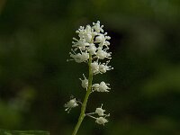 Maianthemum bifolium 17, Dalkruid, Saxifraga-Jan van der Straaten
