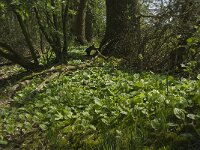 Maianthemum bifolium 18, Dalkruid, Saxifraga-Willem van Kruijsbergen