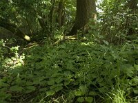 Maianthemum bifolium 19, Dalkruid, Saxifraga-Willem van Kruijsbergen
