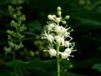 Maianthemum bifolium 20, Dalkruid, Saxifraga-Hans Dekker