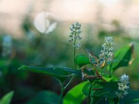 Maianthemum bifolium 21, Dalkruid, Saxifraga-Jelmer Reyntjes : Landgoederen Brummen, Maianthemum bifolium, Natura 2000, dalkruid