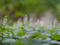Maianthemum bifolium 22, Dalkruid, Saxifraga-Jelmer Reyntjes : Maianthemum bifolium, dalkruid