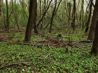 Maianthemum bifolium 25, Dalkruid, Saxifraga-Hans Boll