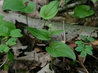 Maianthemum bifolium 28, Dalkruid, Saxifraga-Hans Boll