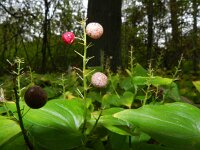 Maianthemum bifolium 32, Dalkruid, Saxifraga-Rutger Barendse