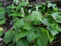 Maianthemum bifolium 33, Dalkruid, Saxifraga-Rutger Barendse