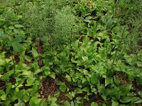Maianthemum bifolium 35, Dalkruid, Saxifraga-Hans Boll
