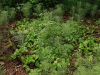 Maianthemum bifolium 36, Dalkruid, Saxifraga-Hans Boll