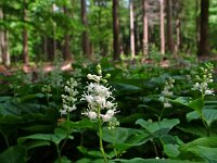 Maianthemum bifolium 4, Dalkruid, Saxifraga-Hans Dekker