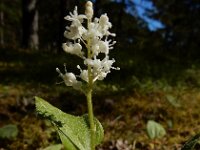 Maianthemum bifolium 46, Dalkruid, Saxifraga-Ed Stikvoort