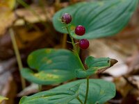 Maianthemum bifolium 5, Dalkruid, Saxifraga-Jan Nijendijk