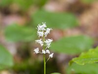 Maianthemum bifolium 50, Dalkruid, Saxifraga-Jan Nijendijk