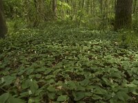 Maianthemum bifolium 6, Dalkruid, Saxifraga-Willem van Kruijsbergen