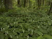 Maianthemum bifolium 7, Dalkruid, Saxifraga-Willem van Kruijsbergen