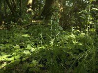 Maianthemum bifolium 9, Dalkruid, Saxifraga-Willem van Kruijsbergen