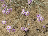 Malcolmia lacera 2, Saxifraga-Jan van der Straaten