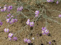 Malcolmia lacera 3, Saxifraga-Jan van der Straaten