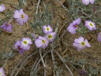 Malcolmia littorea 10, Saxifraga-Willem van Kruijsbergen