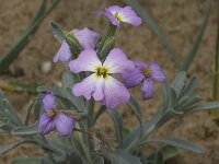 Malcolmia littorea 11, Saxifraga-Willem van Kruijsbergen
