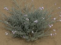 Malcolmia littorea 12, Saxifraga-Willem van Kruijsbergen