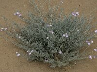 Malcolmia littorea 13, Saxifraga-Willem van Kruijsbergen