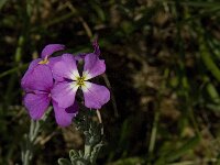 Malcolmia littorea 14, Saxifraga-Jan van der Straaten