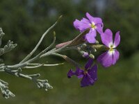 Malcolmia littorea 15, Saxifraga-Willem van Kruijsbergen