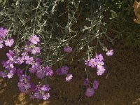 Malcolmia littorea 16, Saxifraga-Jan van der Straaten