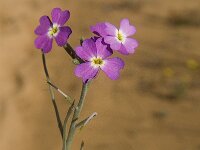 Malcolmia littorea 17, Saxifraga-Jan van der Straaten