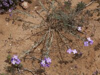 Malcolmia littorea 18, Saxifraga-Willem van Kruijsbergen