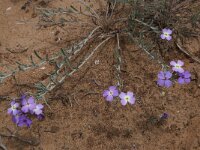 Malcolmia littorea 19, Saxifraga-Willem van Kruijsbergen