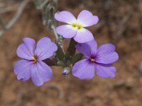 Malcolmia littorea 20, Saxifraga-Willem van Kruijsbergen