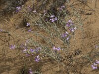 Malcolmia littorea 21, Saxifraga-Willem van Kruijsbergen