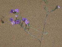 Malcolmia littorea 22, Saxifraga-Willem van Kruijsbergen