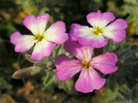 Malcolmia littorea 23, Saxifraga-Ed Stikvoort