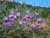 Malcolmia littorea 25, Saxifraga-Ed Stikvoort