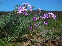 Malcolmia littorea 26, Saxifraga-Ed Stikvoort