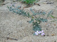 Malcolmia littorea 27, Saxifraga-Ed Stikvoort