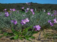 Malcolmia littorea 28, Saxifraga-Ed Stikvoort