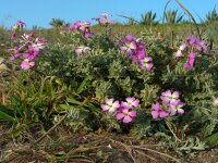 Malcolmia littorea 29, Saxifraga-Ed Stikvoort